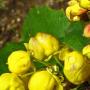 Shiny Oregon Grape (Berberis pinnata): A native which had been planted in the Hume Grove section of the park.